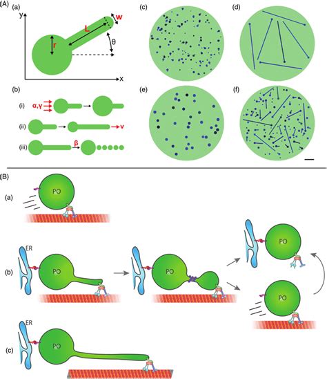 A, Mathematical model of peroxisomal growth and division. (a) Each ...