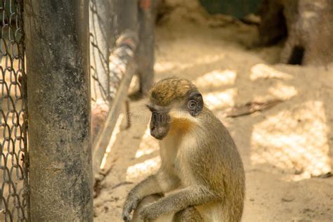 Monkey in Zoo, Bangkok Thailand Stock Image - Image of feet, waiting ...