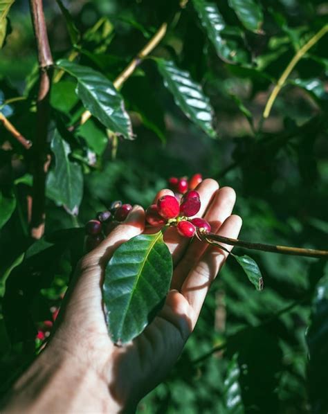 Premium Photo Harvesting Coffee Berries By Agriculturist Hands Red