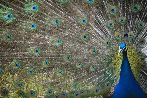 Peacock Feathers Bird Free Photo On Pixabay Pixabay