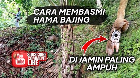 Cara Membasmi Hama Tupaibajing Di Perkebunan Kelapa Sawit Part 1