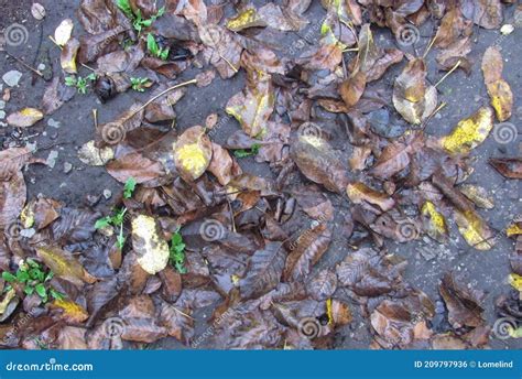 Fallen Leaves Lie On The Ground Autumn Background Stock Photo Image