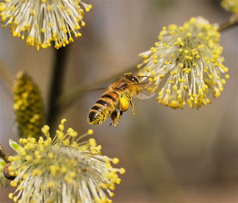 Biology of Bee Wings | Betterbee