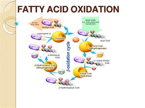 Solution Fatty Acid Beta Oxidation Studypool