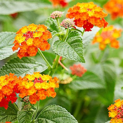 Beautiful Orange Flowers VitalCute