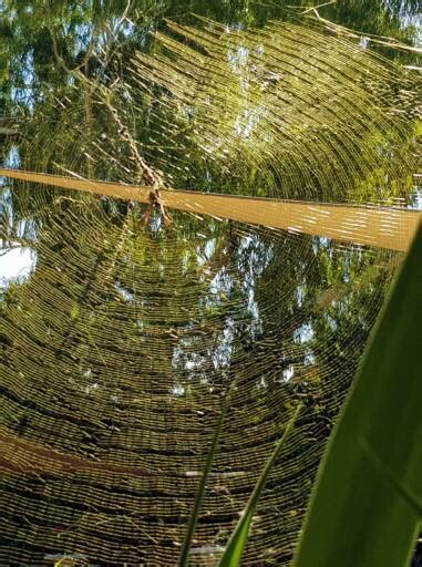 Golden Orb Weaver Web Ausemade