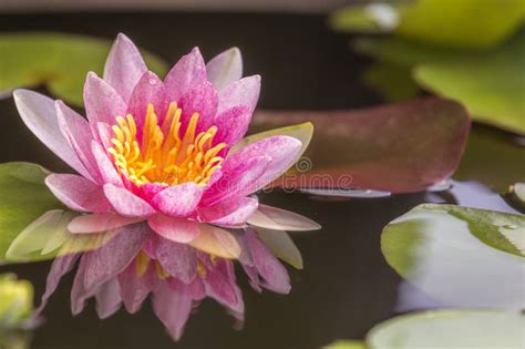 Lotus Flower Float On The Water Stock Photo Image Of Petal Health