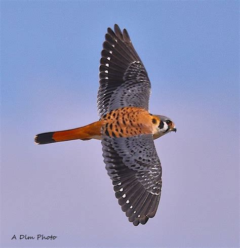american kestrel bird  flight