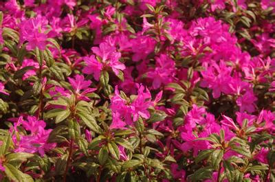 Rhododendron Encore Autumn Amethyst Encore Azalea From Pleasant Run