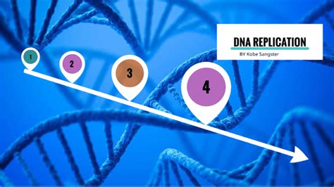 Dna Replication Flow Chart By Kobe Sangster On Prezi