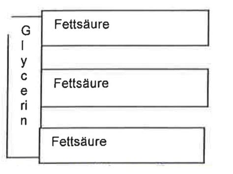 Fett Lipide Flashcards Quizlet