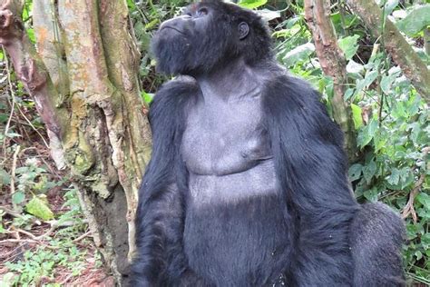 Tripadvisor 2 Tage Gorilla Tracking Tour durch Ruanda zur Verfügung