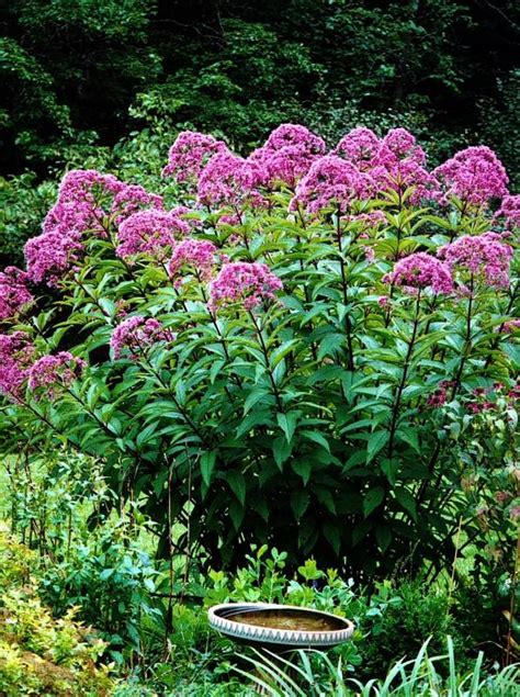 Sadziec Plamisty Atropurpureum Eupatorium Fistulosum Albamar