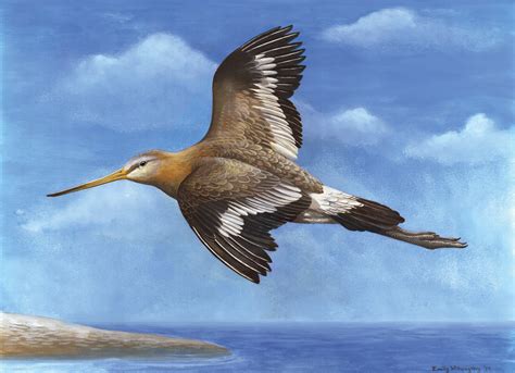 Black Tailed Godwit Emily Willoughby Art