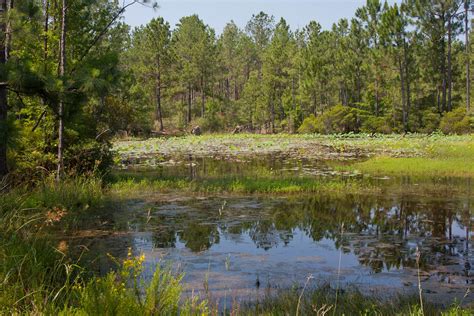 Pond Texas Jasper Co Pond Cr 9 Angelina National Fo Flickr