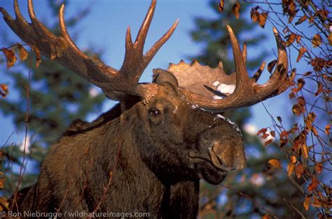 Bull Moose Anchorage Alaska Ron Niebrugge Photography