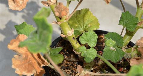 Geranium Butterfly How To Prevent It From Affecting Your Plants