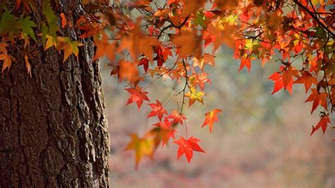 brise d automne Bienvenido Otoño