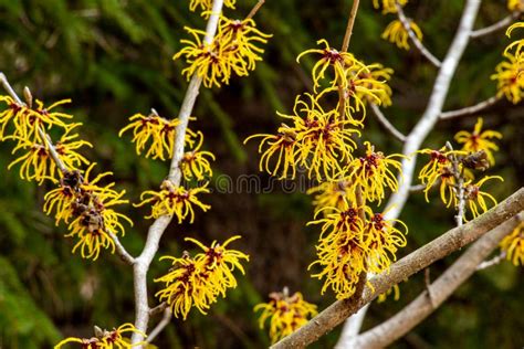 Witch Hazel That Yellow Beautiful Flowers Bloom Early Spring Stock