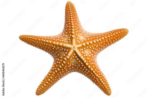 Isolated Starfish Illustration On Transparent Background Generative Ai