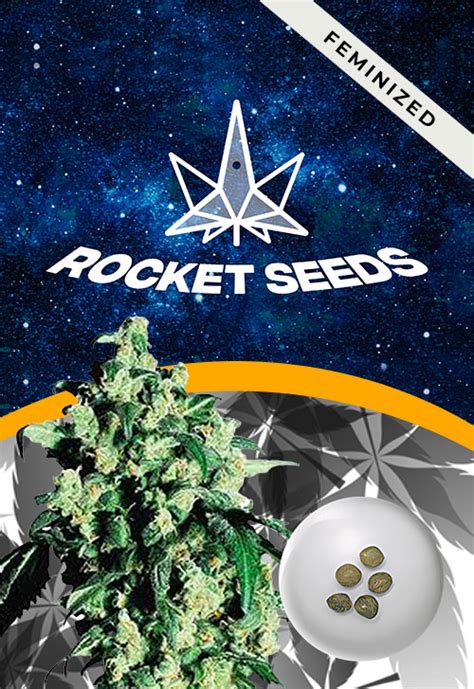 Berry White Strain Feminized Marijuana Seeds | Rocket Seeds