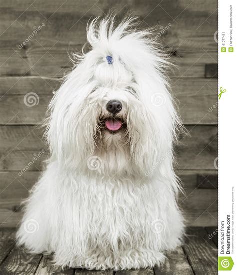 Portrait Of An Original Coton De TulÃ©ar Dog Pure White Like C Stock