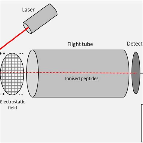 The Atherosclerotic Plaque Illustration Depicting The Progression Of