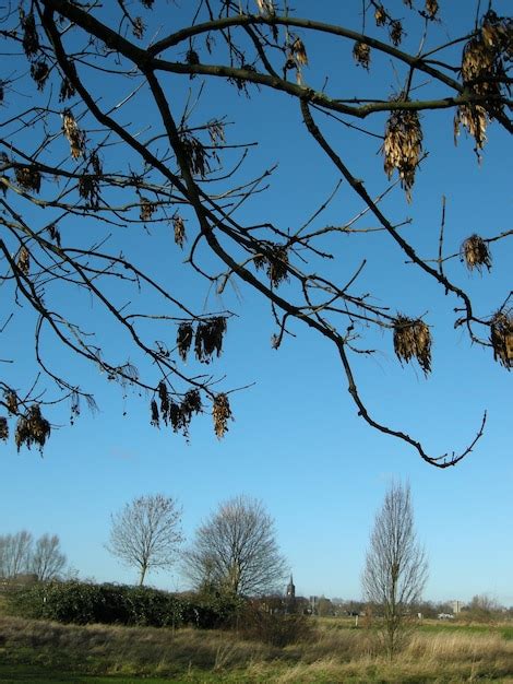 Premium Photo Bare Trees On Grassy Field