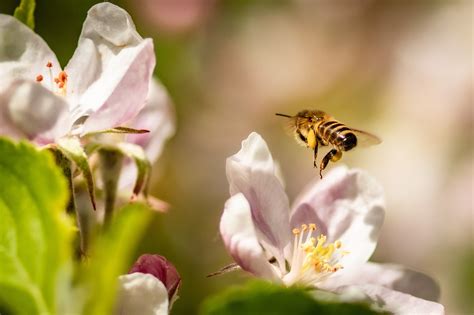 Bee Apple Blossom Flowers Honey Free Photo On Pixabay