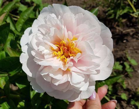 Пион Blushing Princess, пион блашинг принцес