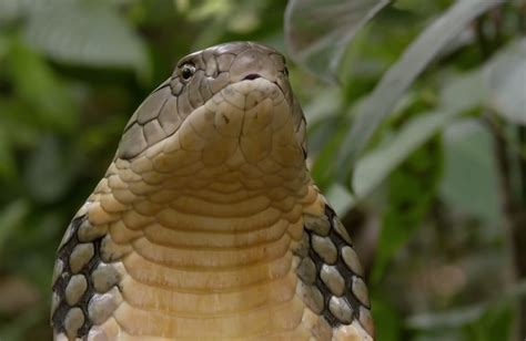 Top 10 Largest Living Reptiles Found In India