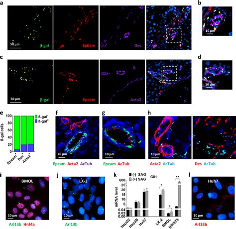 Hedgehog Signaling Is Activated In Hepatic Stellate Cells And