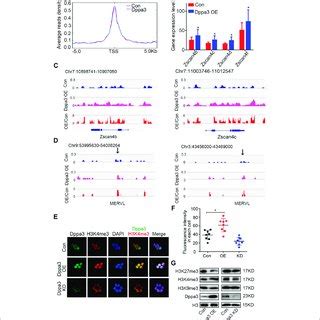 Overexpression Of Dppa Activates A C Like Gene Expression A