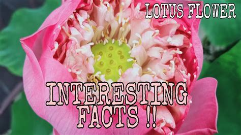 21 Interesting Facts About Lotus Flower The National Flower Of India