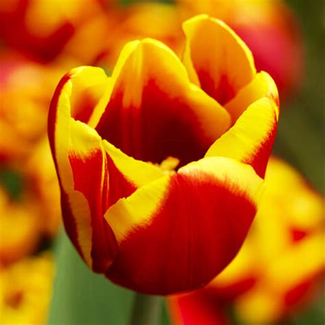 Tulip Denmark Order online in EU directly from Holland