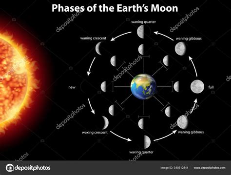 Fases De La Luna Desde La Tierra