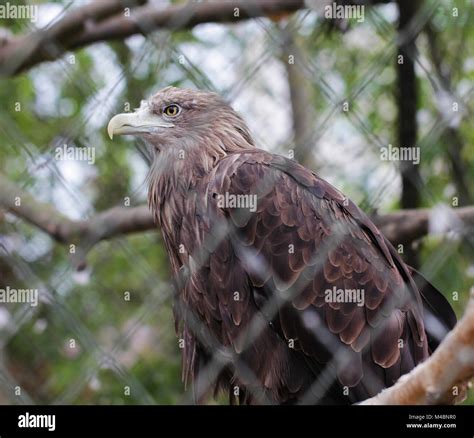 Eagle eye close up hi-res stock photography and images - Alamy