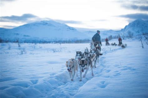 Dog Sledding in Winter Wonderland- Future Eco Surf School