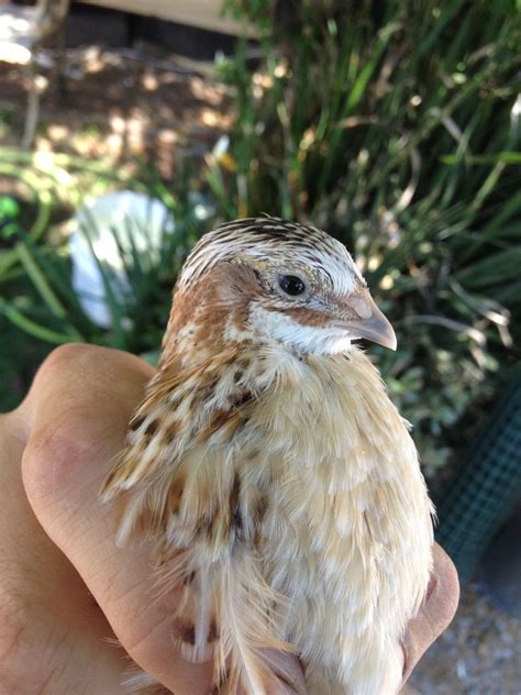 Male or Female Italian Coturnix Quail - Page 2