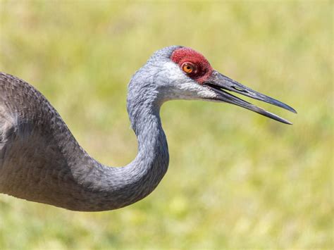 What Do Sandhill Cranes Eat Complete Guide Birdfact