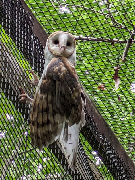 Alabama Wildlife Center