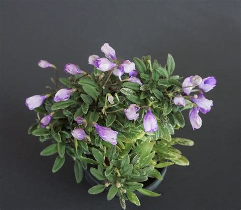 ЛЕ-Шотландский Вереск (Е.Лебецкая) - VIOLETVIOL PLANTS COLLECTION