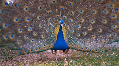 मोर नृत्य Peacock Dance मोर की आवाज Peacock Sound राष्ट्र पक्षी मोर