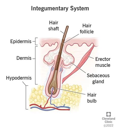 Integumentary System Drawing With Label