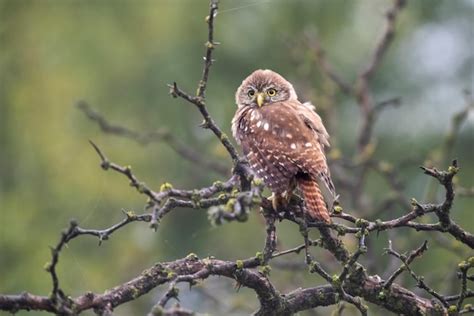 B Ho Pigmeo Ferruginoso Glaucidium Brasilianum Bosque De Calden