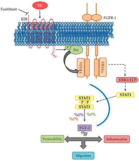 Ijms Free Full Text Bradykinin B2 Receptor Contributes To