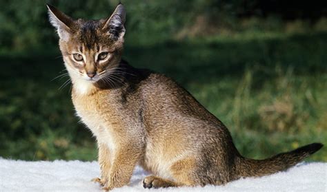 Abyssinian Cat Breed Information Vetstreet Vetstreet