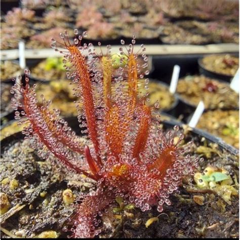 Jual Tanaman Karnivora Tanaman Pemakan Serangga Drosera Adelai