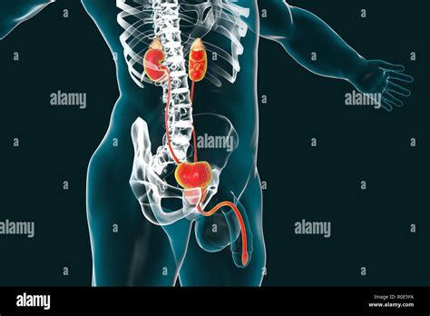 Uretra urinaria masculina humana de la vejiga fotografías e imágenes de