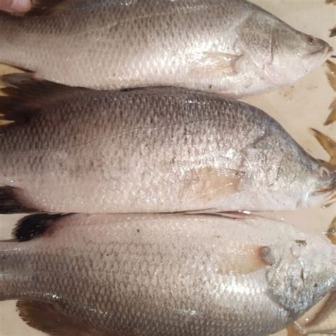 Jual Ikan Kakap Putih 1000 Gr Shopee Indonesia